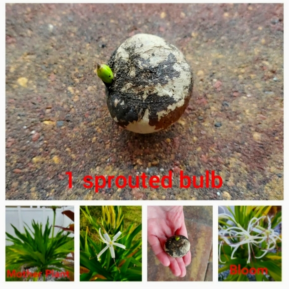 Giant White Spider Lily seed Crinum Lily, C. Asiaticum  1 seed / bulb - Picture 1 of 9